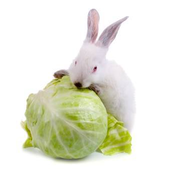 Rabbit